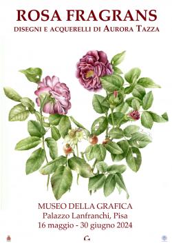 Rosa fragrans. Disegni e acquerelli di Aurora Tazza