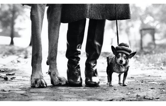 Elliot Erwitt. Icons